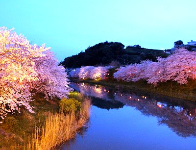 さくらライトアップ