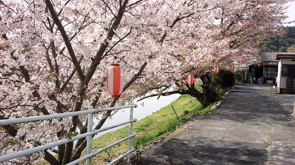 勝間田川堤堤桜
