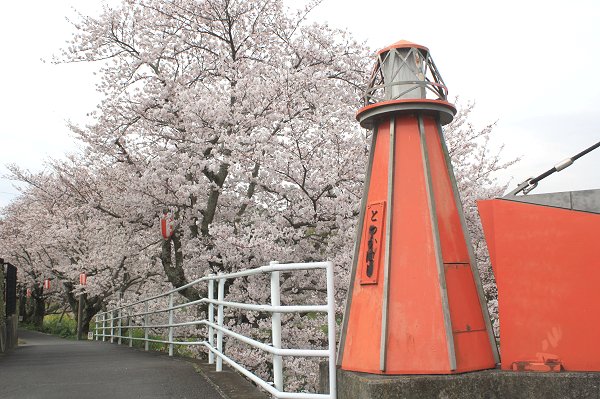 勝間田川堤桜