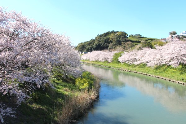 勝間田川堤桜