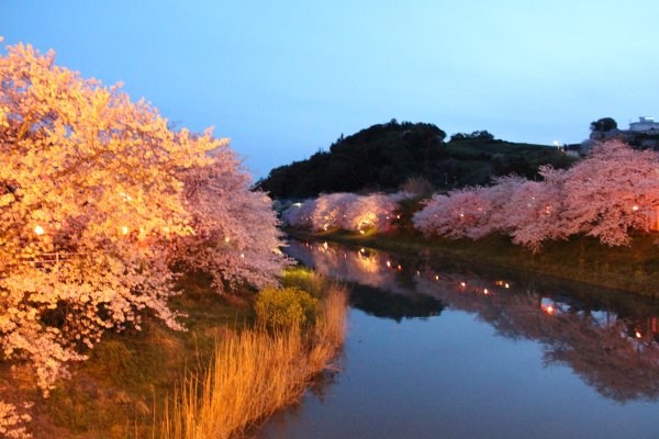 勝間田川堤桜