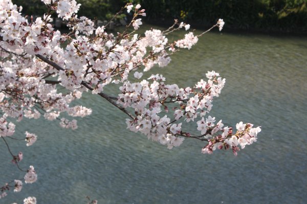 勝間田川堤桜