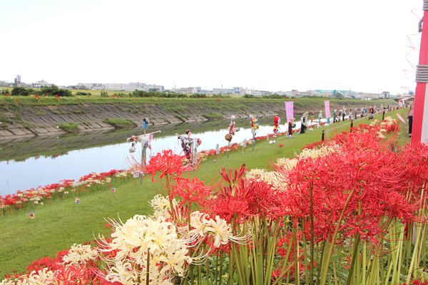 彼岸花とかかし祭り