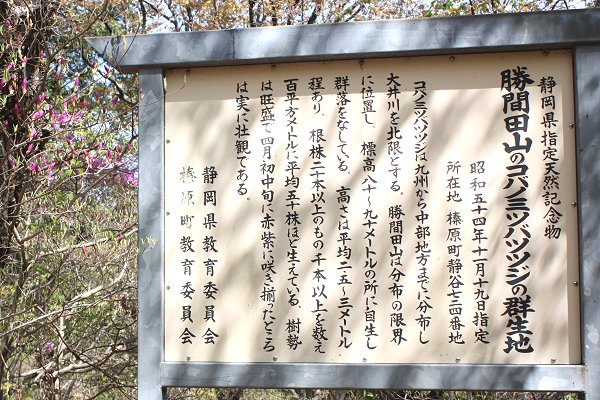 みやまつつじ02