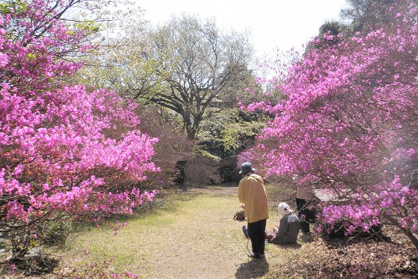 みやまつつじ03