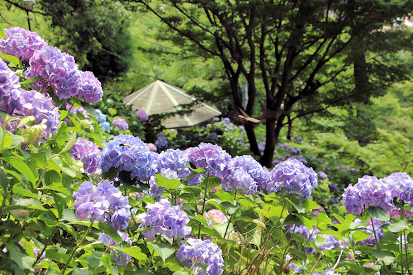 秋葉公園アジサイ01