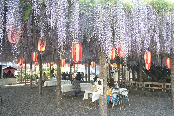 東光寺の長藤まつり