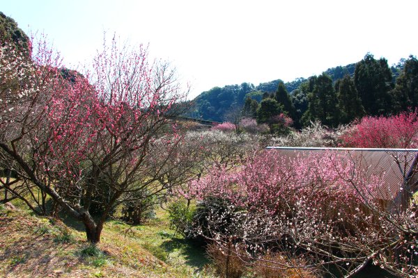 相良梅園