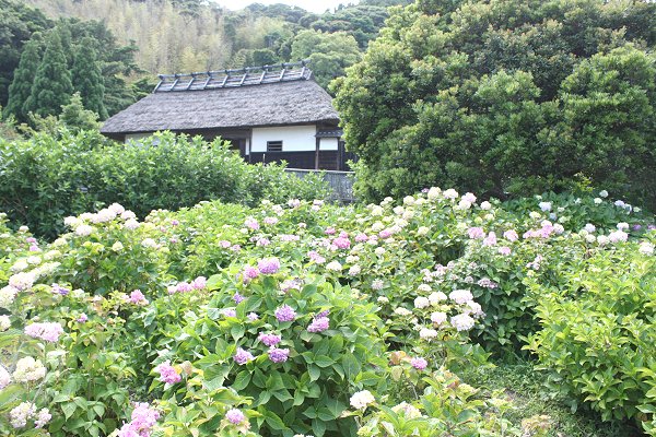 大鐘家　あじさい