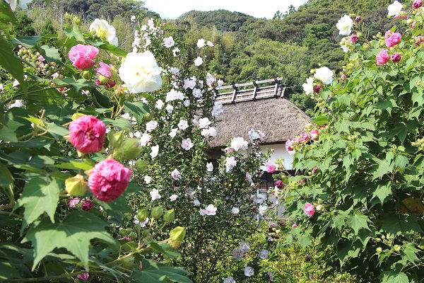 大鐘家　酔芙蓉